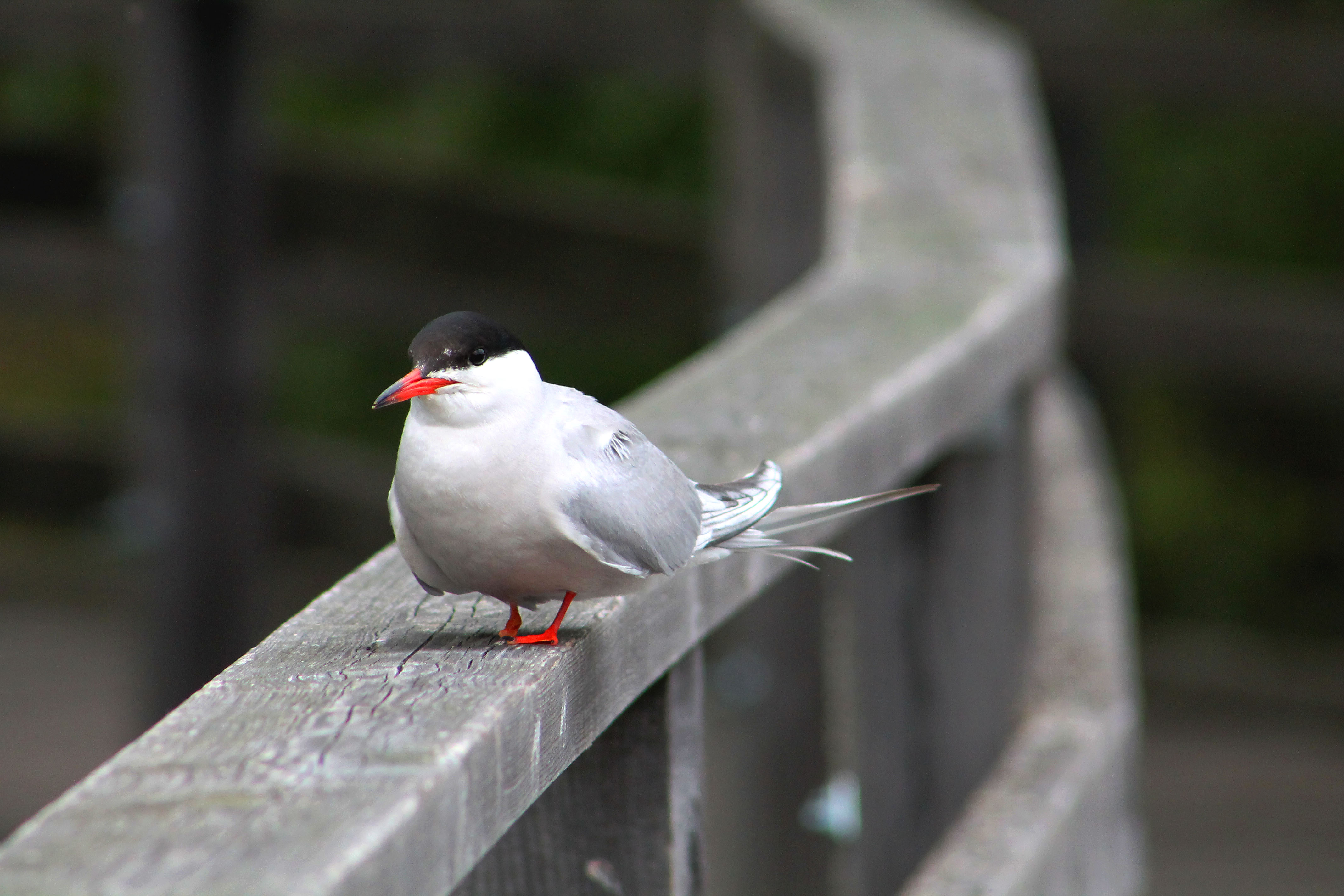IMG_0643_edit